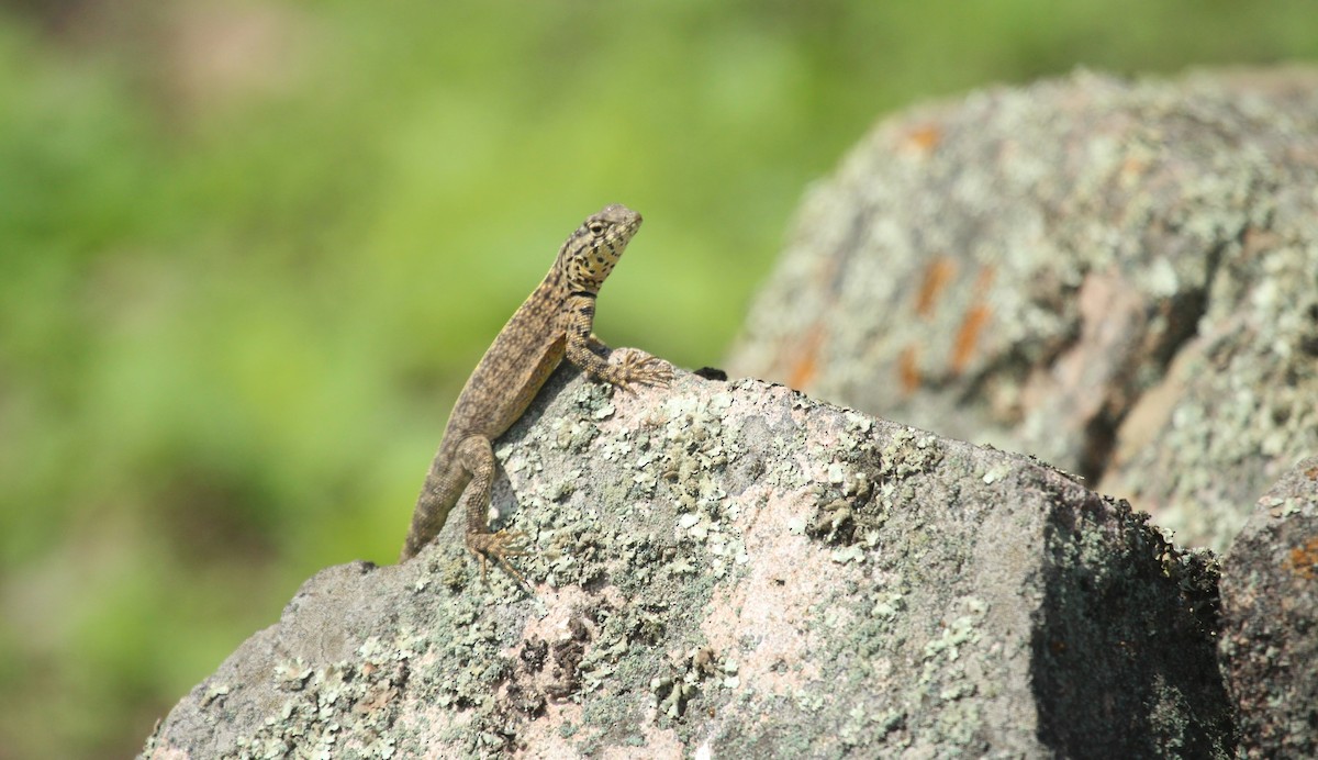 Tiger Pacific Iguana - ML638860144
