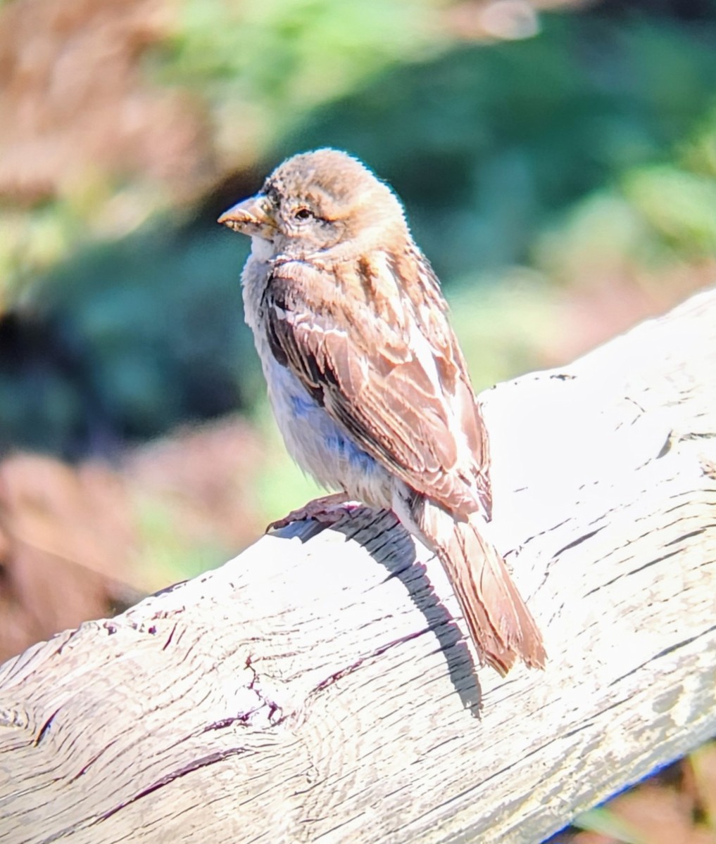 House Sparrow - ML638860165