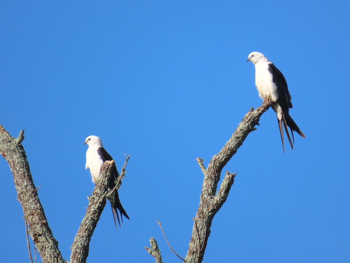 Swallow-tailed Kite - ML638860181