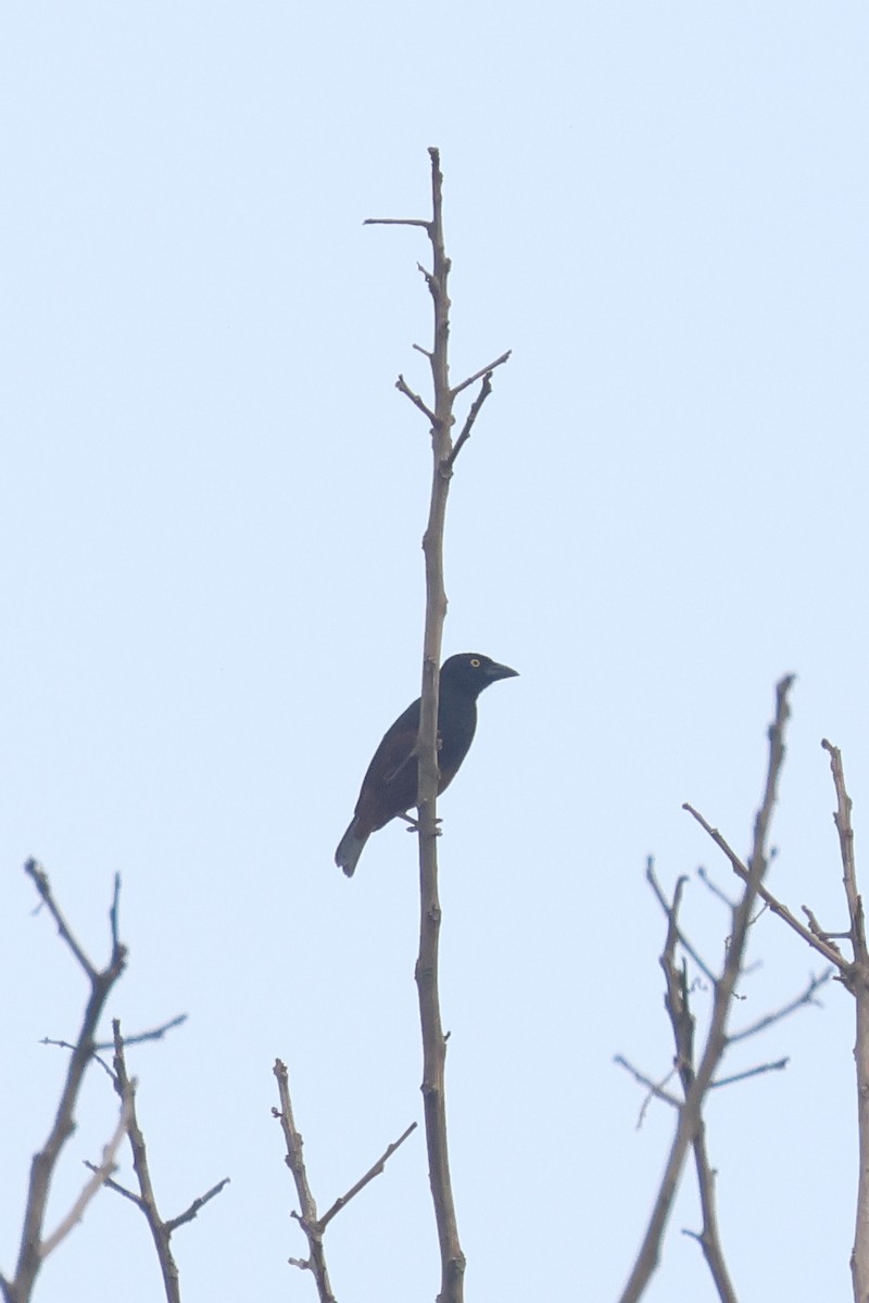 Chestnut-and-black Weaver - ML638860183