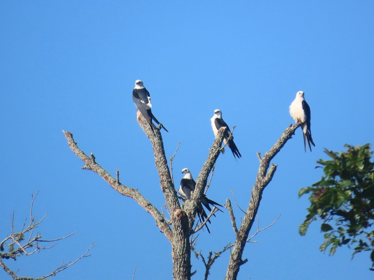Swallow-tailed Kite - ML638860184