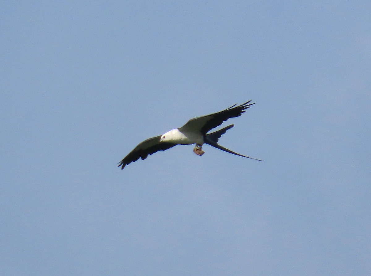 Swallow-tailed Kite - ML638860225