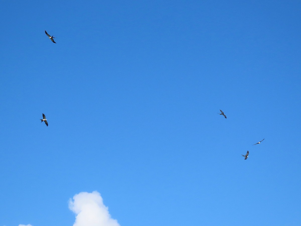 Swallow-tailed Kite - ML638860228