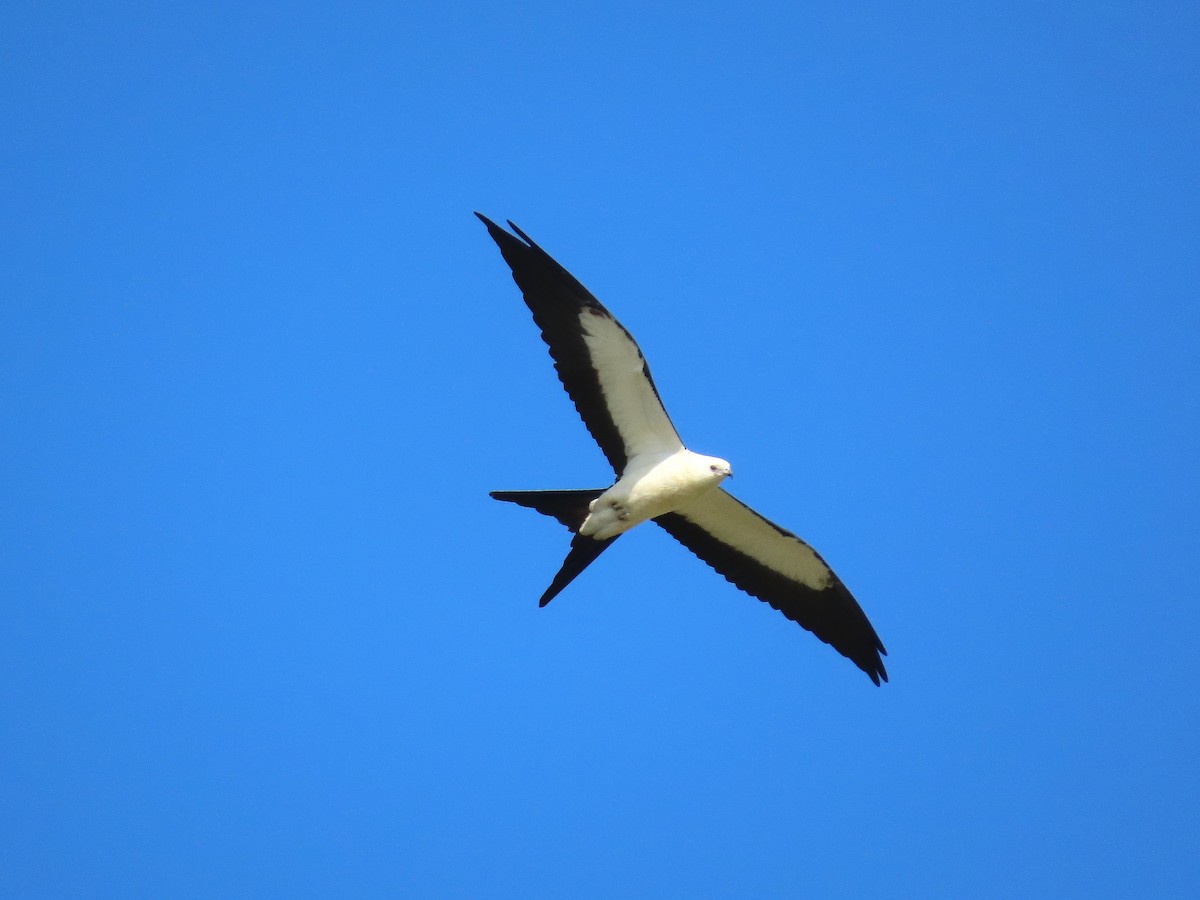 Swallow-tailed Kite - ML638860229