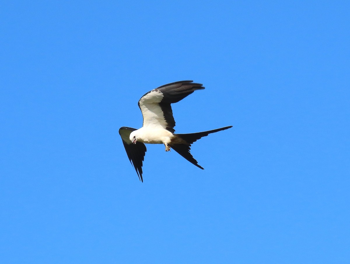 Swallow-tailed Kite - ML638860230