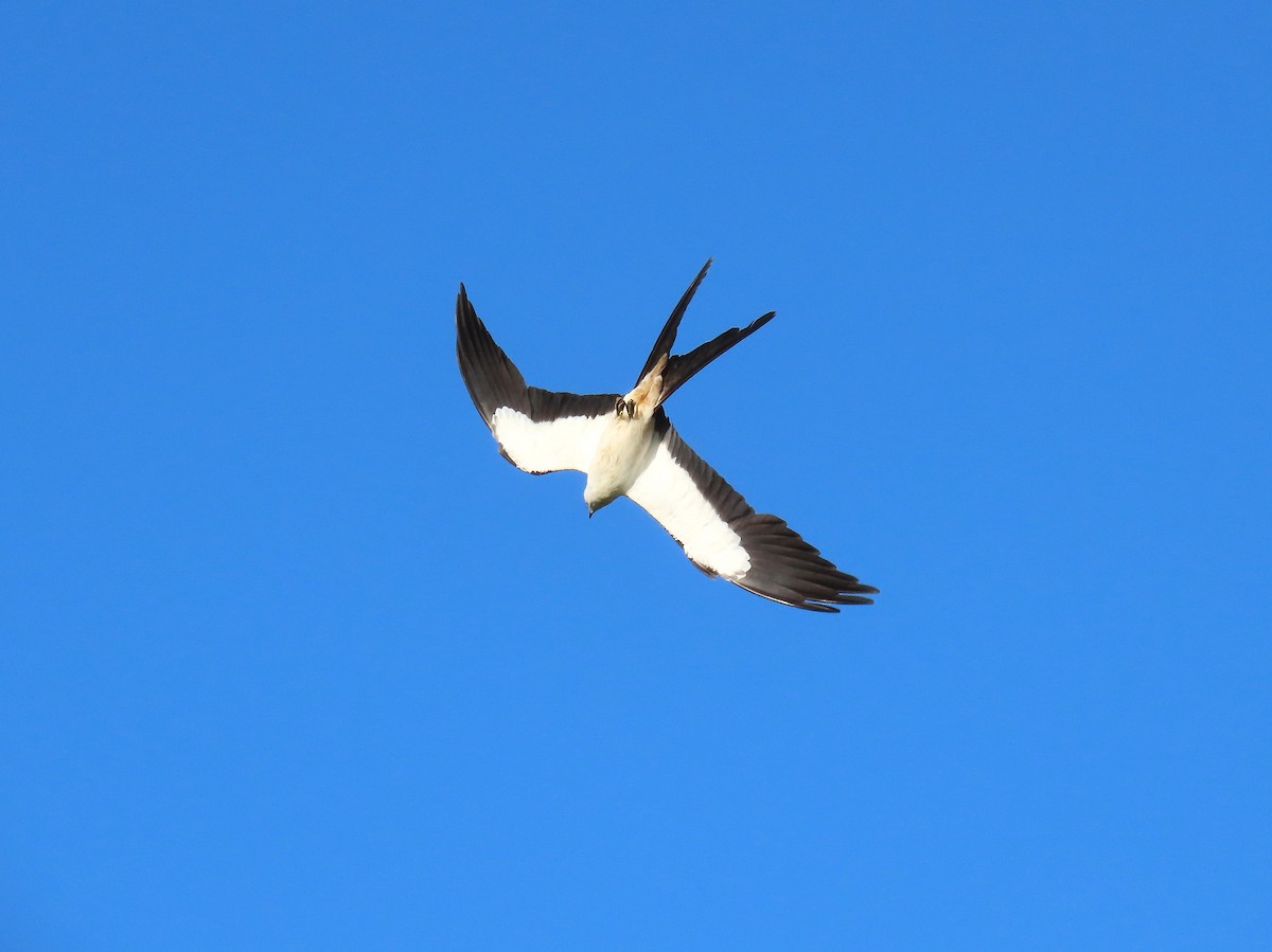 Swallow-tailed Kite - ML638860231