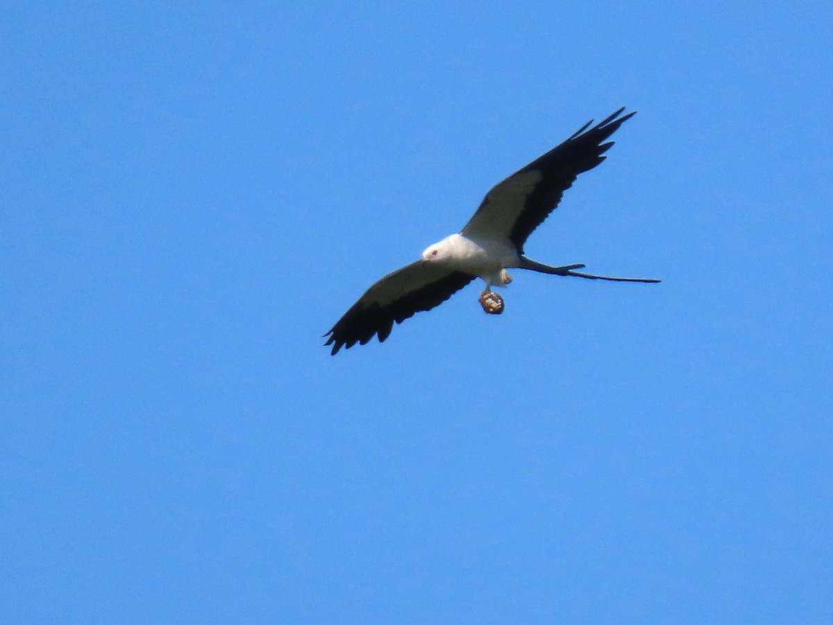 Swallow-tailed Kite - ML638860234