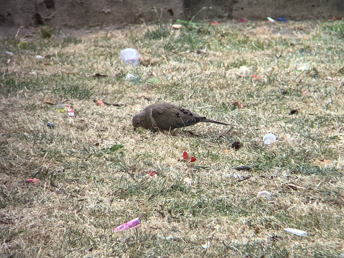 Mourning Dove - ML638860296