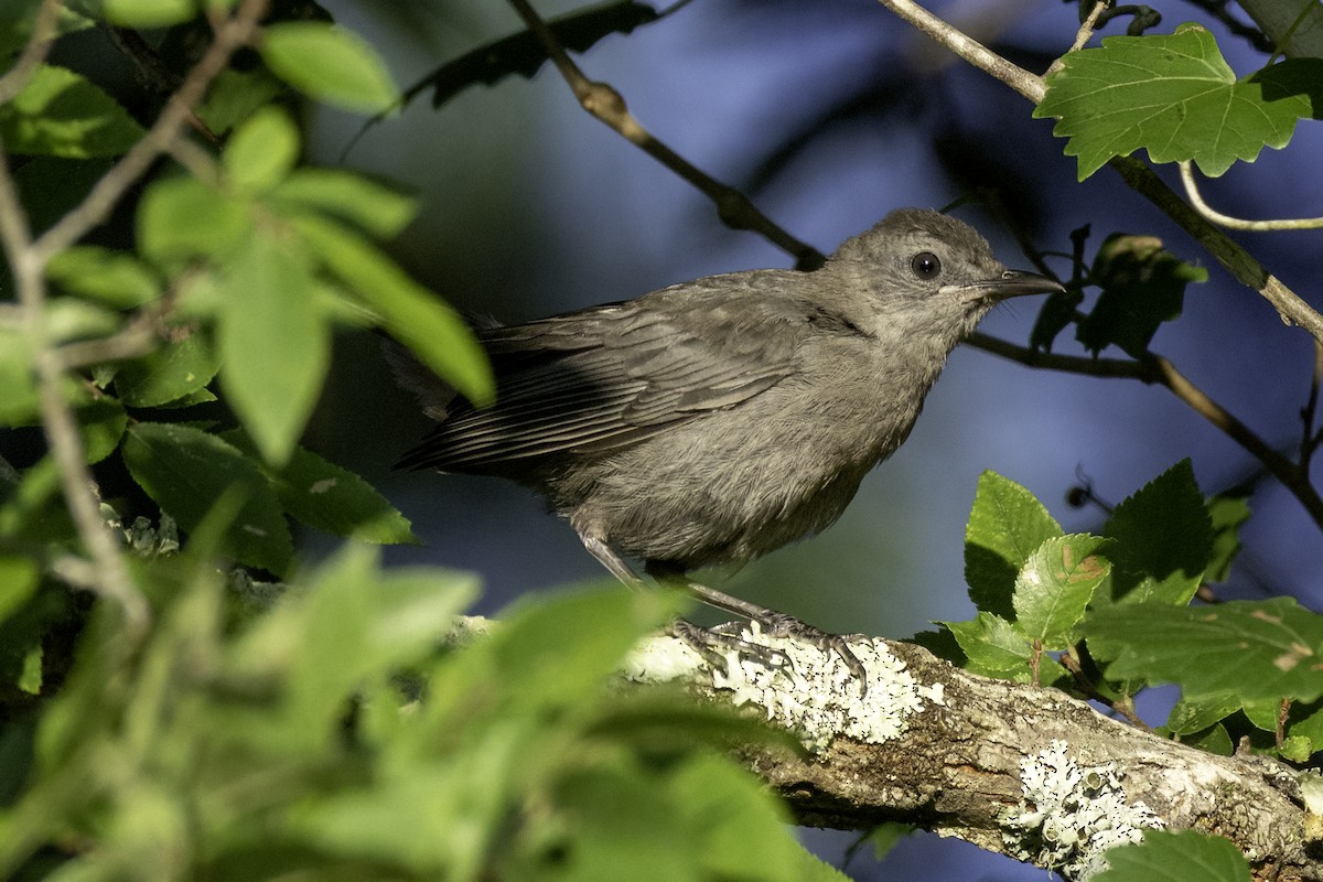 kattespottefugl - ML638860308