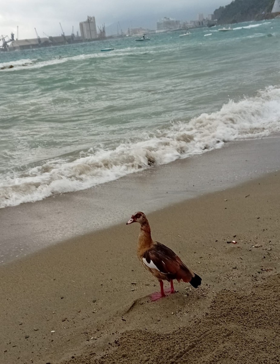 Egyptian Goose - ML638860309