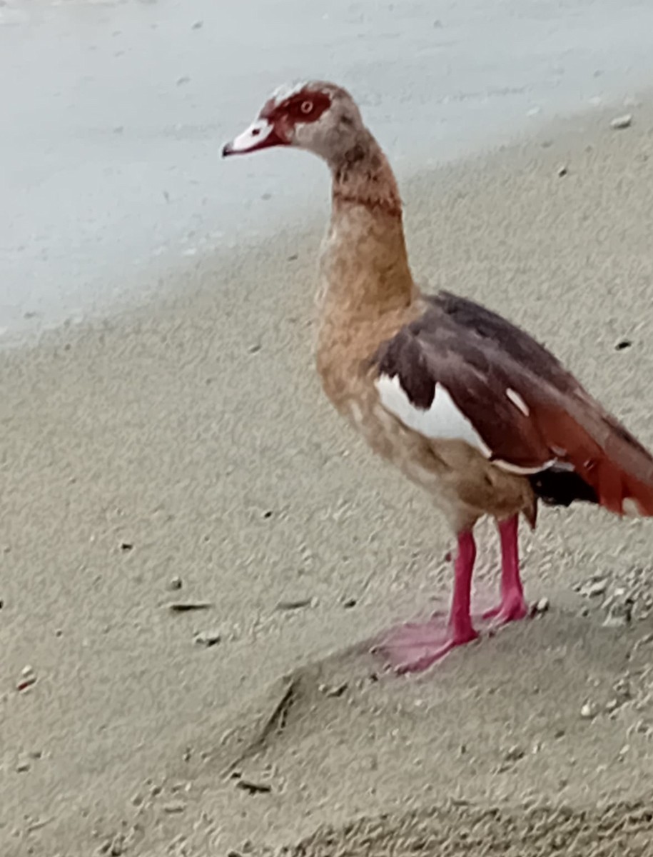 Egyptian Goose - ML638860310