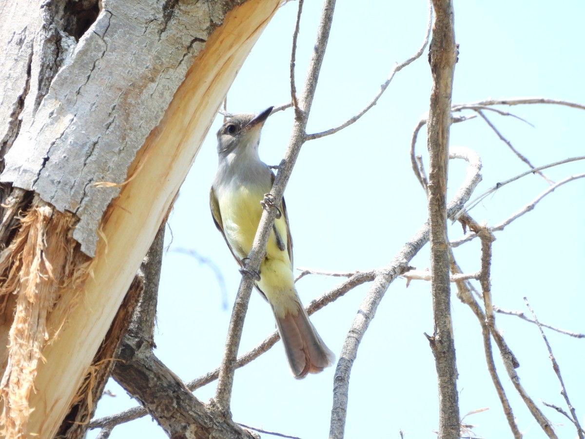 Brown-crested Flycatcher - ML638860327