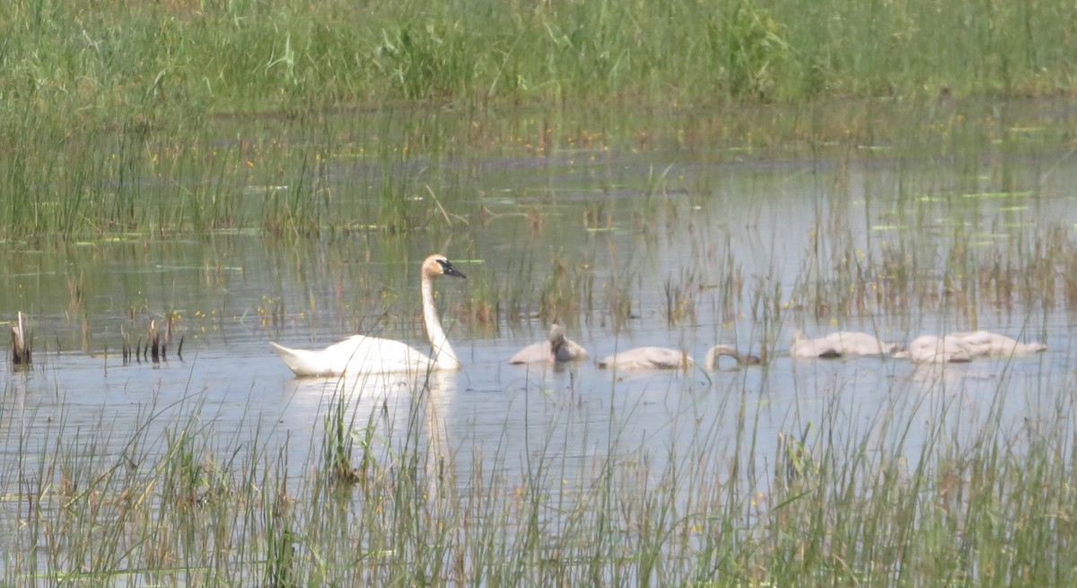 Trumpeter Swan - ML638860335