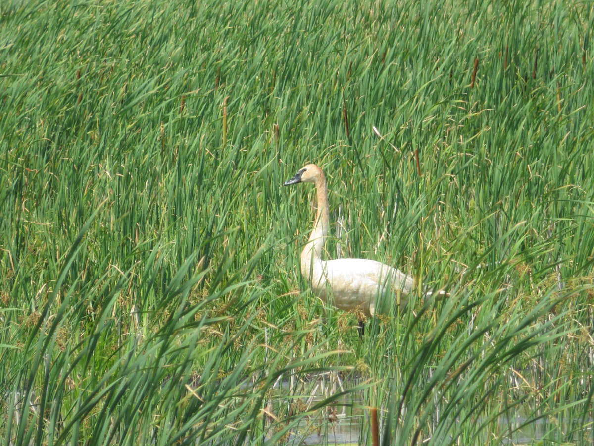 Trumpeter Swan - ML638860336