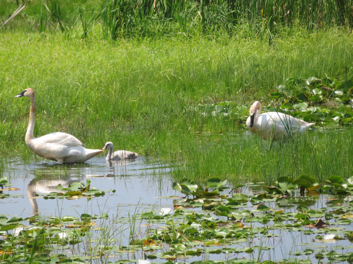 Trumpeter Swan - ML638860356