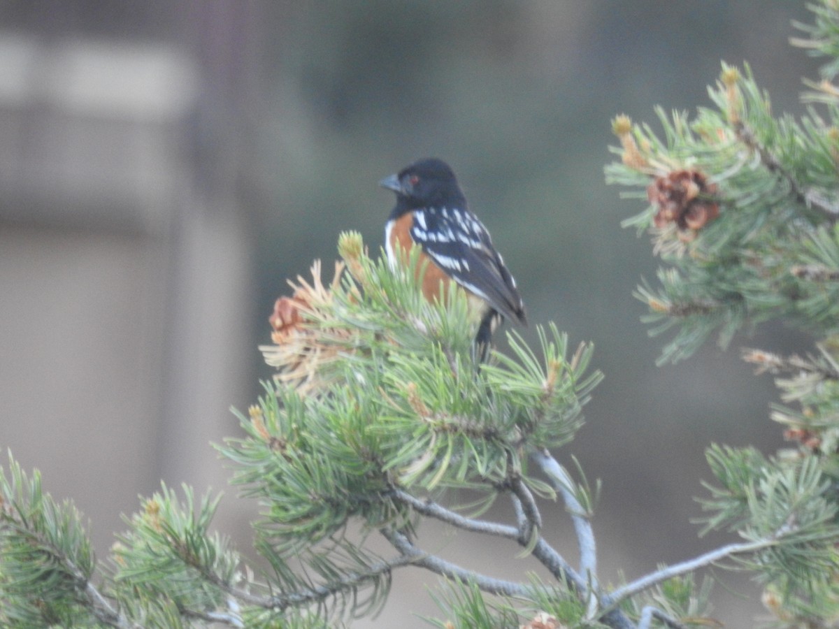 Spotted Towhee - ML638860401