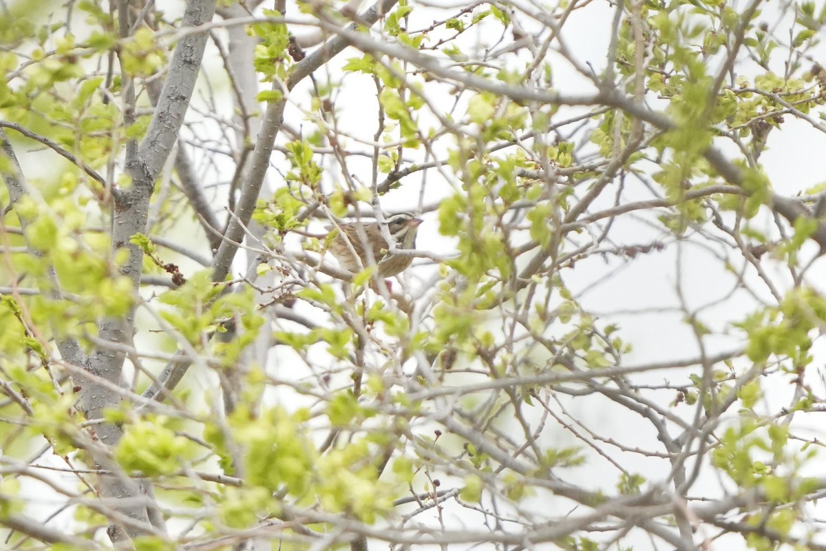 白眉鵐 - ML638860425