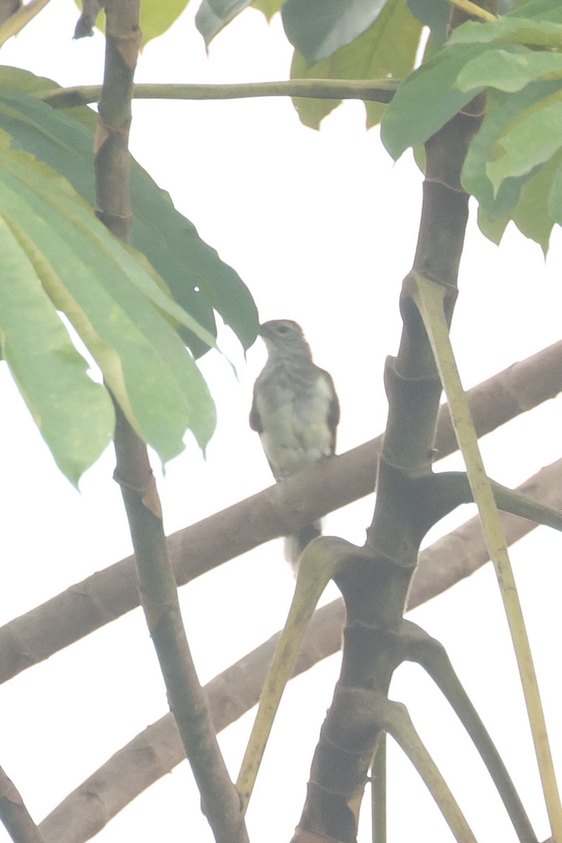 Swamp Greenbul - ML638860437