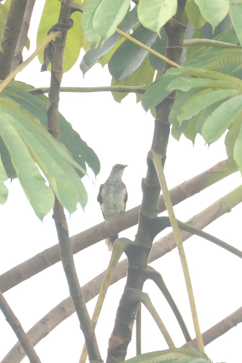 Swamp Greenbul - ML638860438