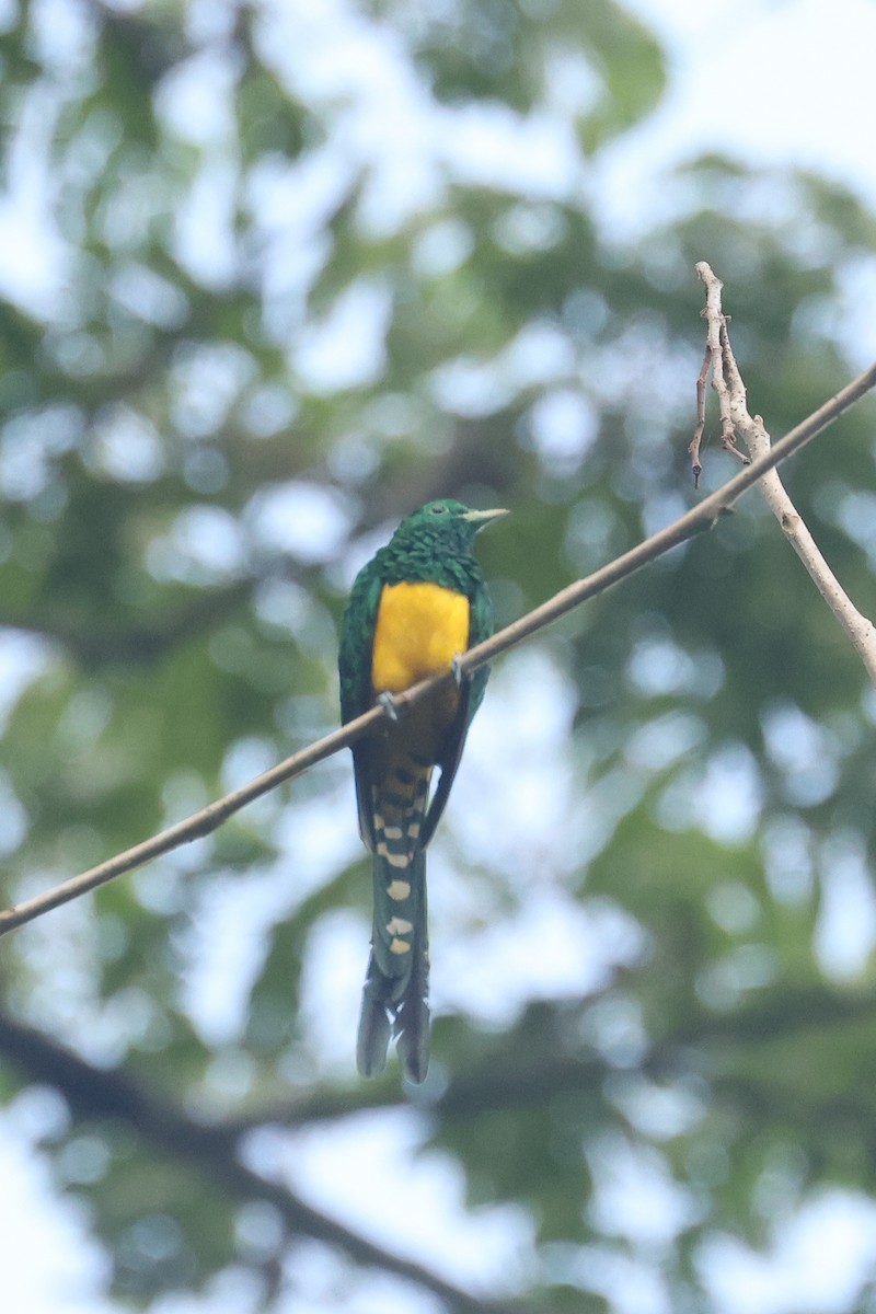 African Emerald Cuckoo - ML638860464