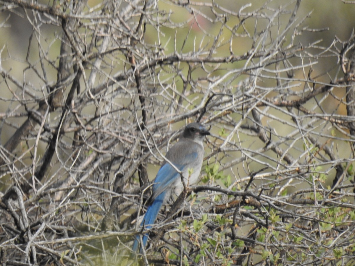 Woodhouse's Scrub-Jay - ML638860471