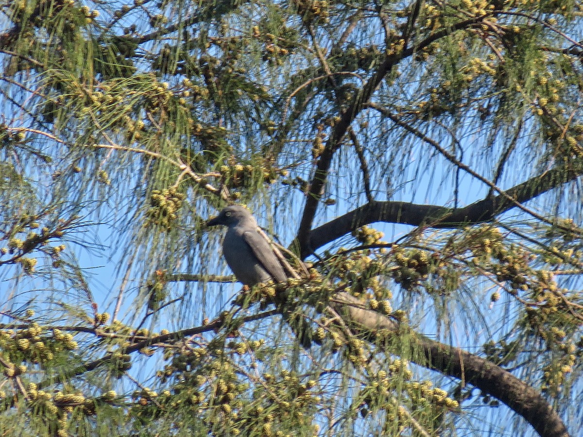 Bar-bellied Cuckooshrike - ML638860476
