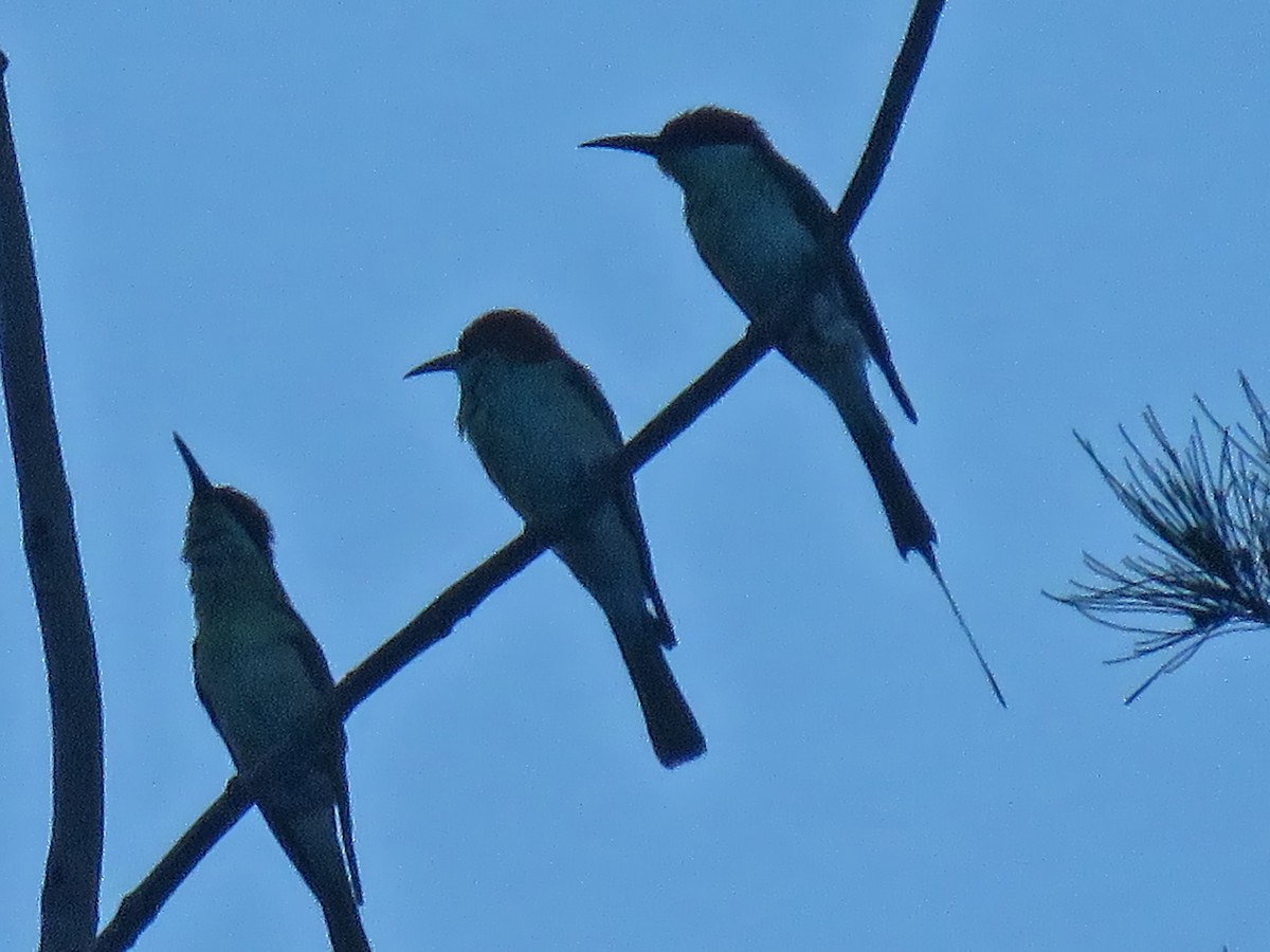 Rufous-crowned Bee-eater - ML638860517