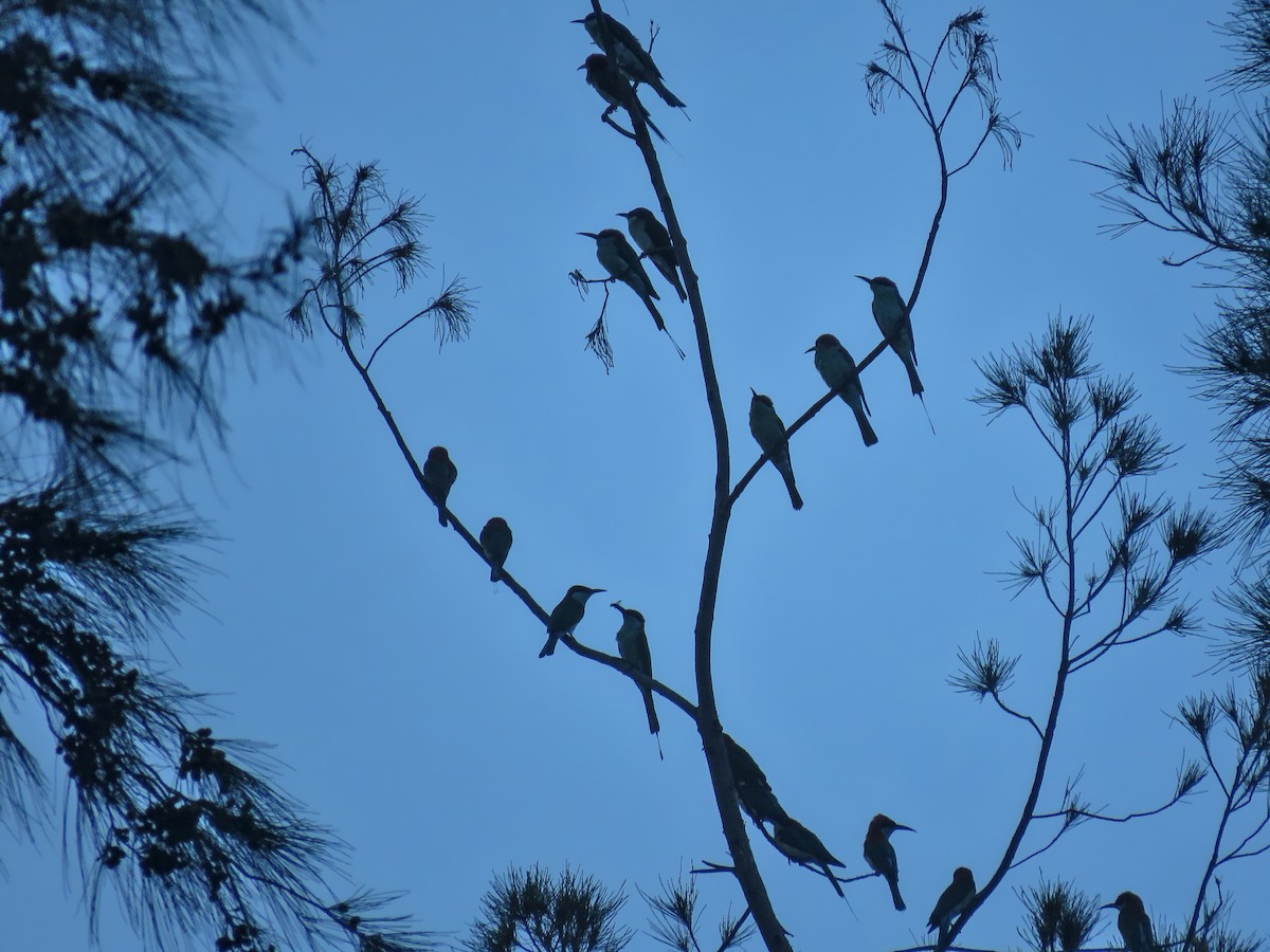Rufous-crowned Bee-eater - ML638860523