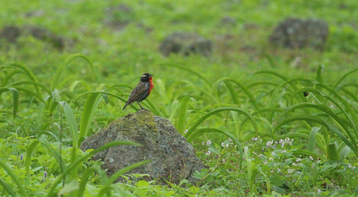 ペルームネアカマキバドリ - ML638860543