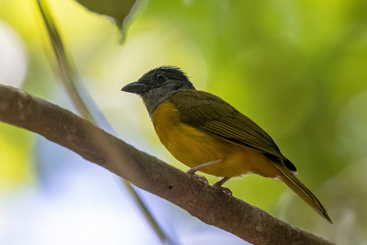 Gray-headed Tanager - ML638860595