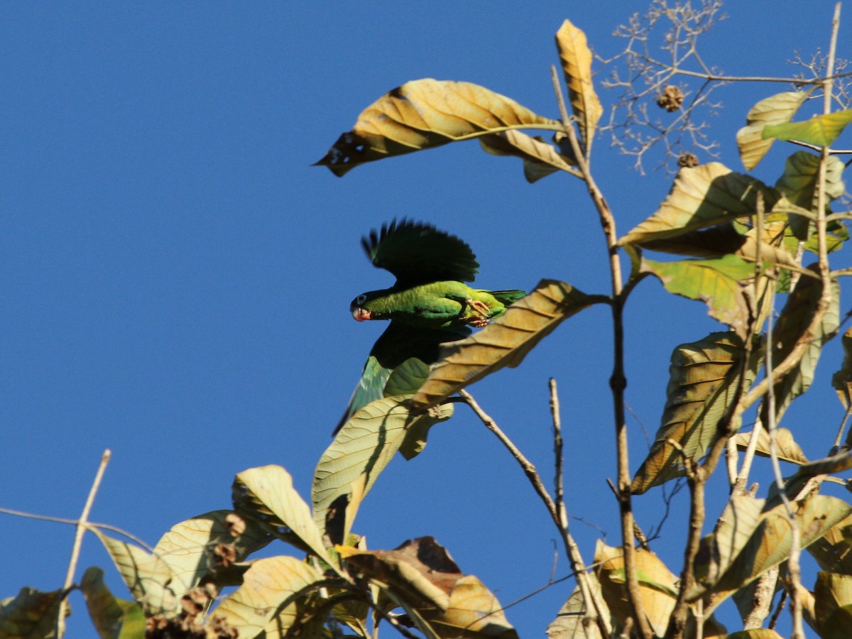 Puerto Rican Amazon - ML638860642