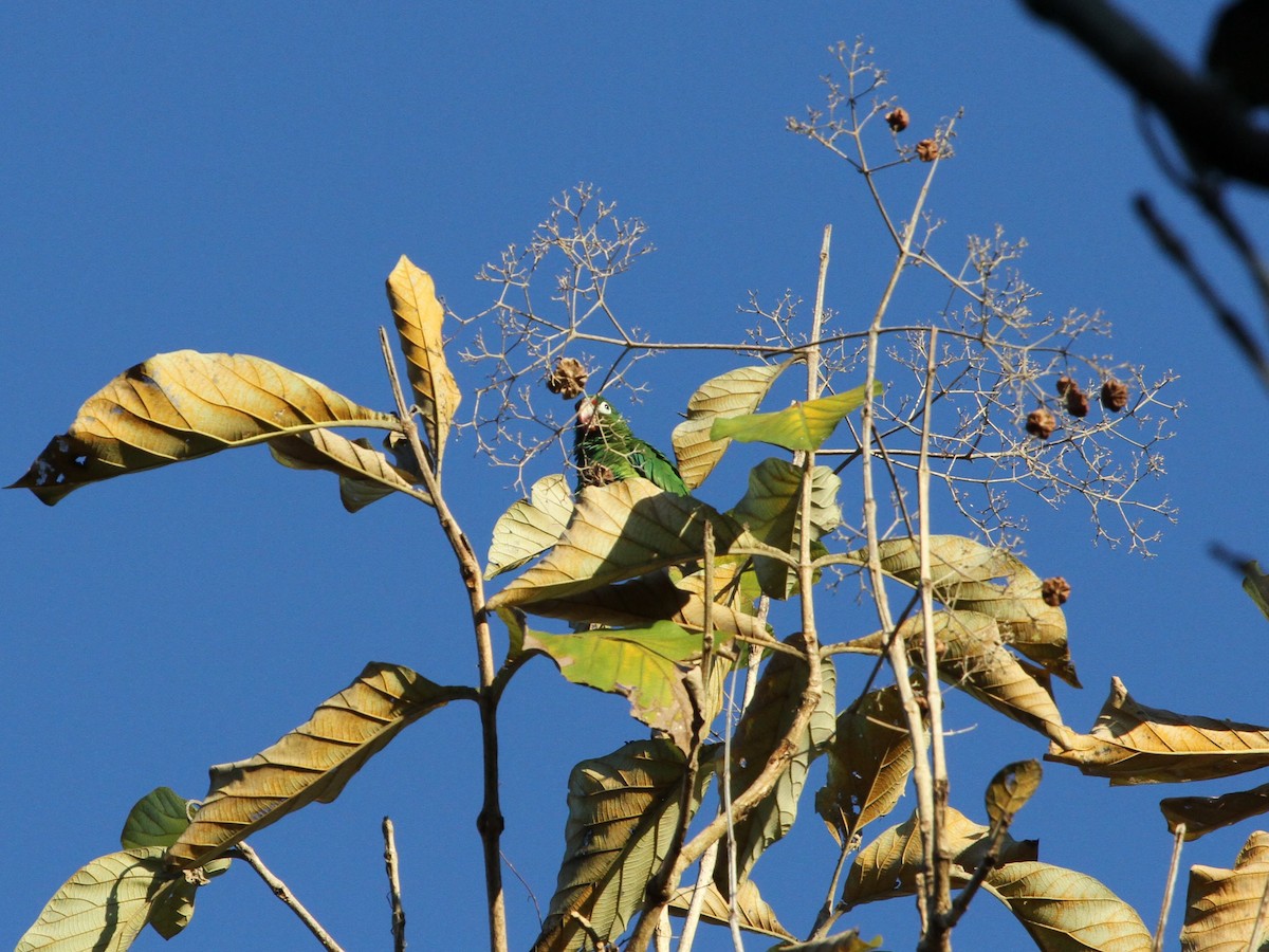 Puerto Rican Amazon - ML638860643
