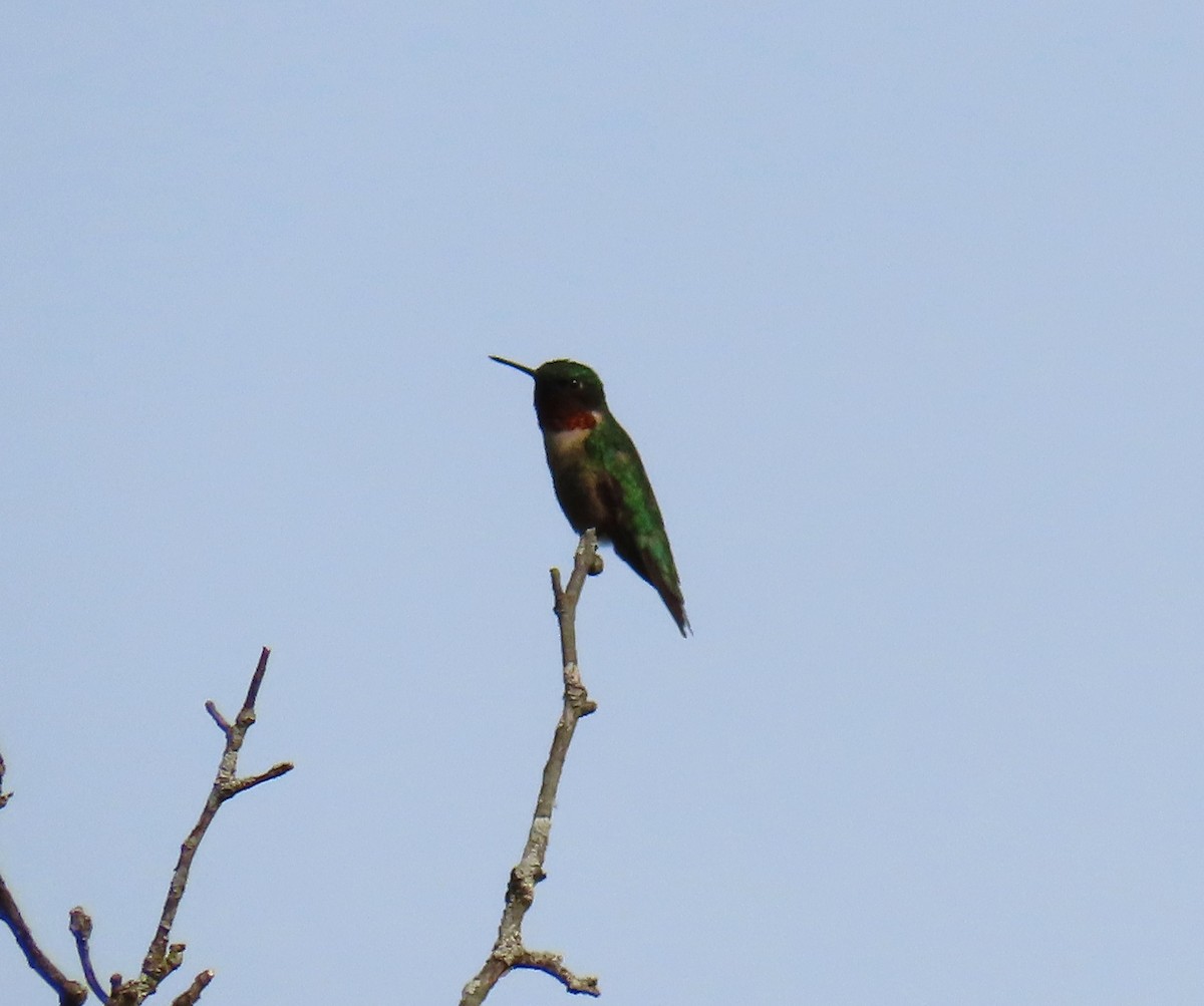 Ruby-throated Hummingbird - ML638860731