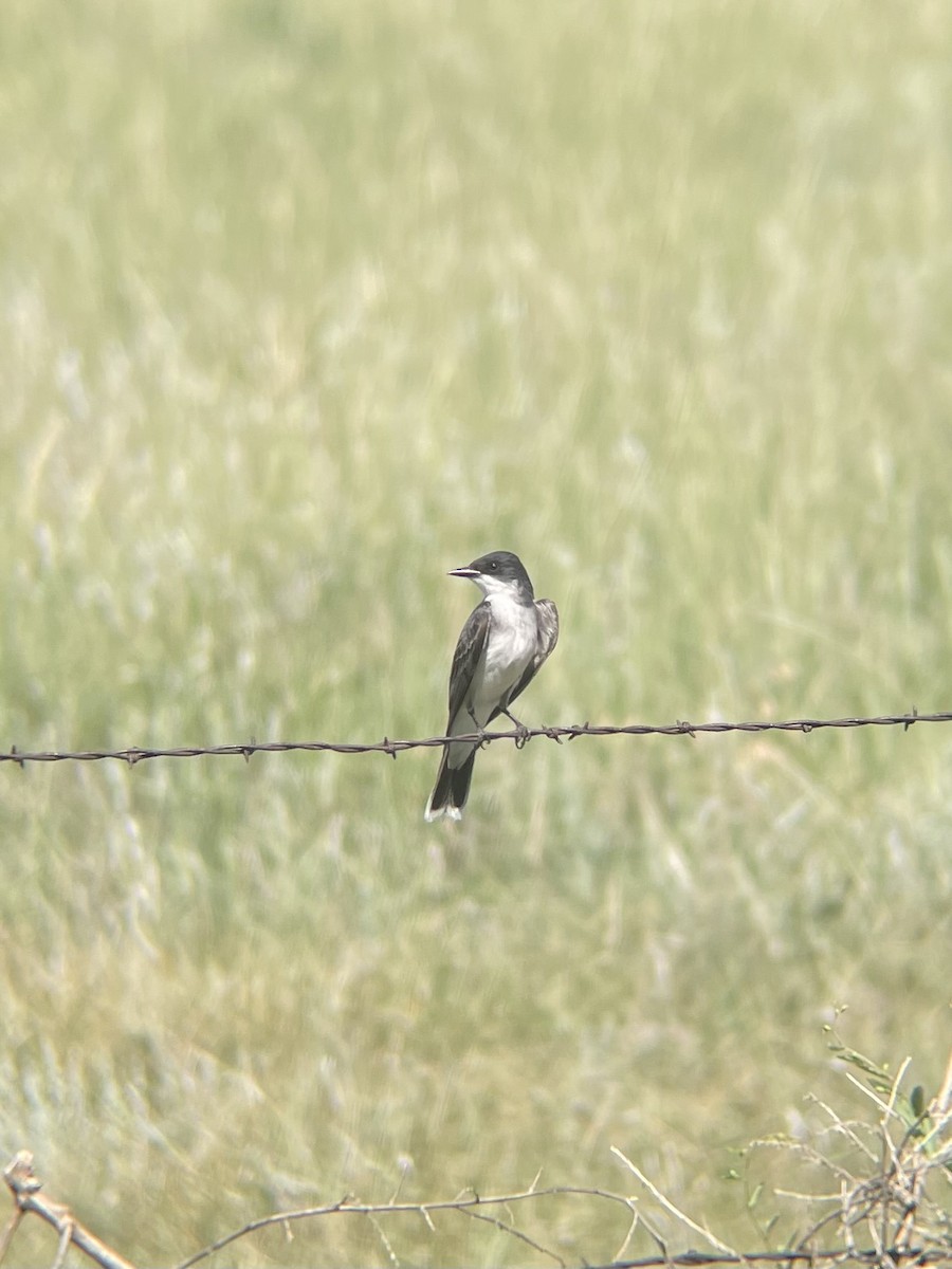 Eastern Kingbird - ML638860744