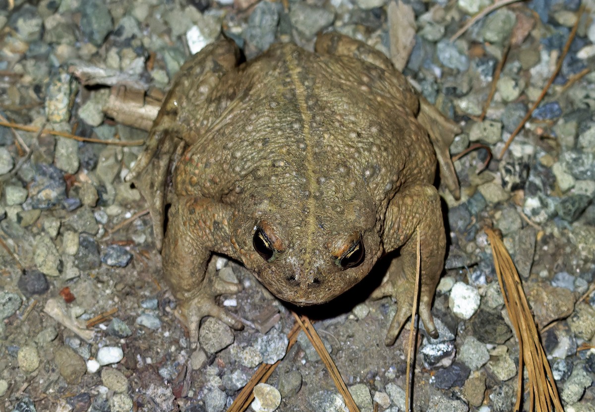 Western Toad - ML638860768