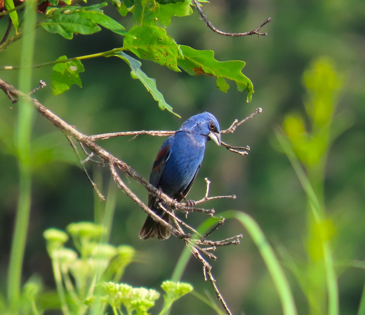 Blue Grosbeak - ML638860789