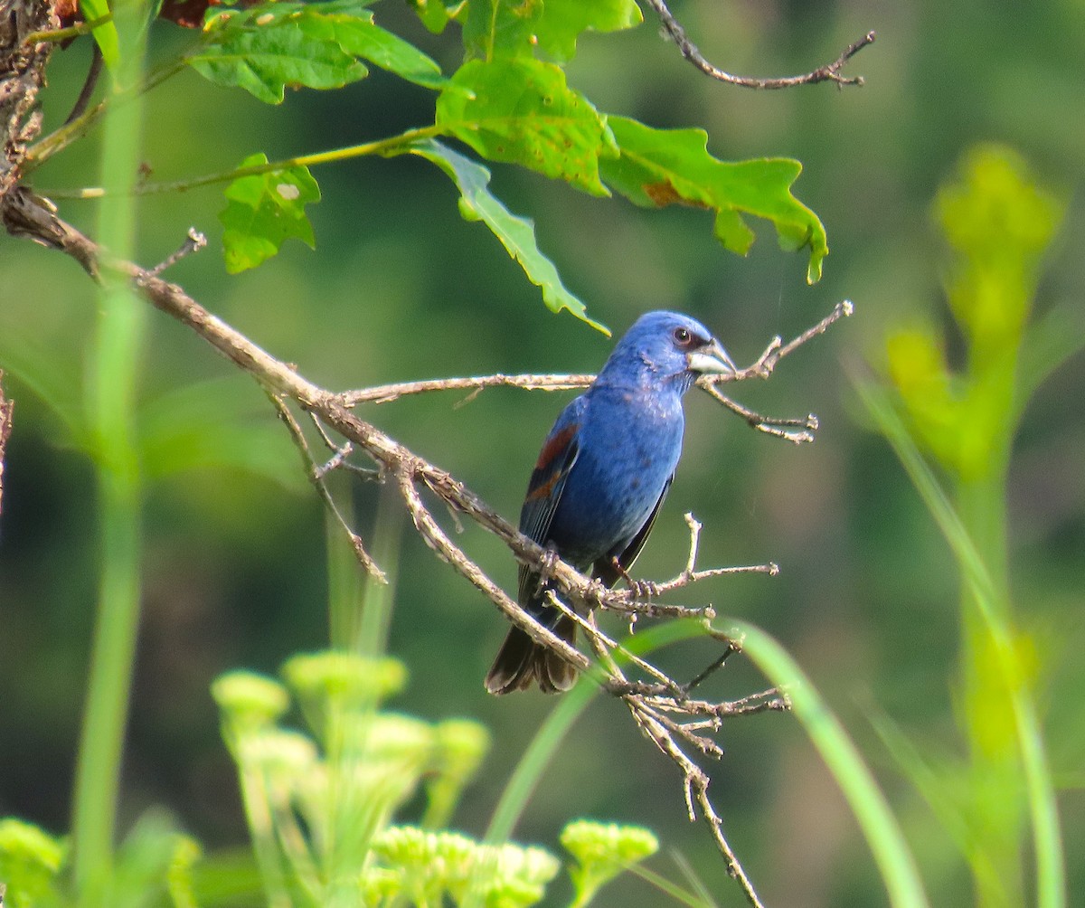 Blue Grosbeak - ML638860807