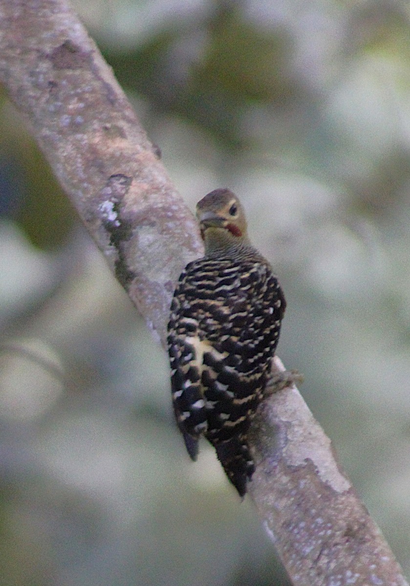 Buff-rumped Woodpecker - ML638860862
