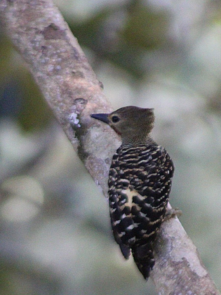 Buff-rumped Woodpecker - ML638860864