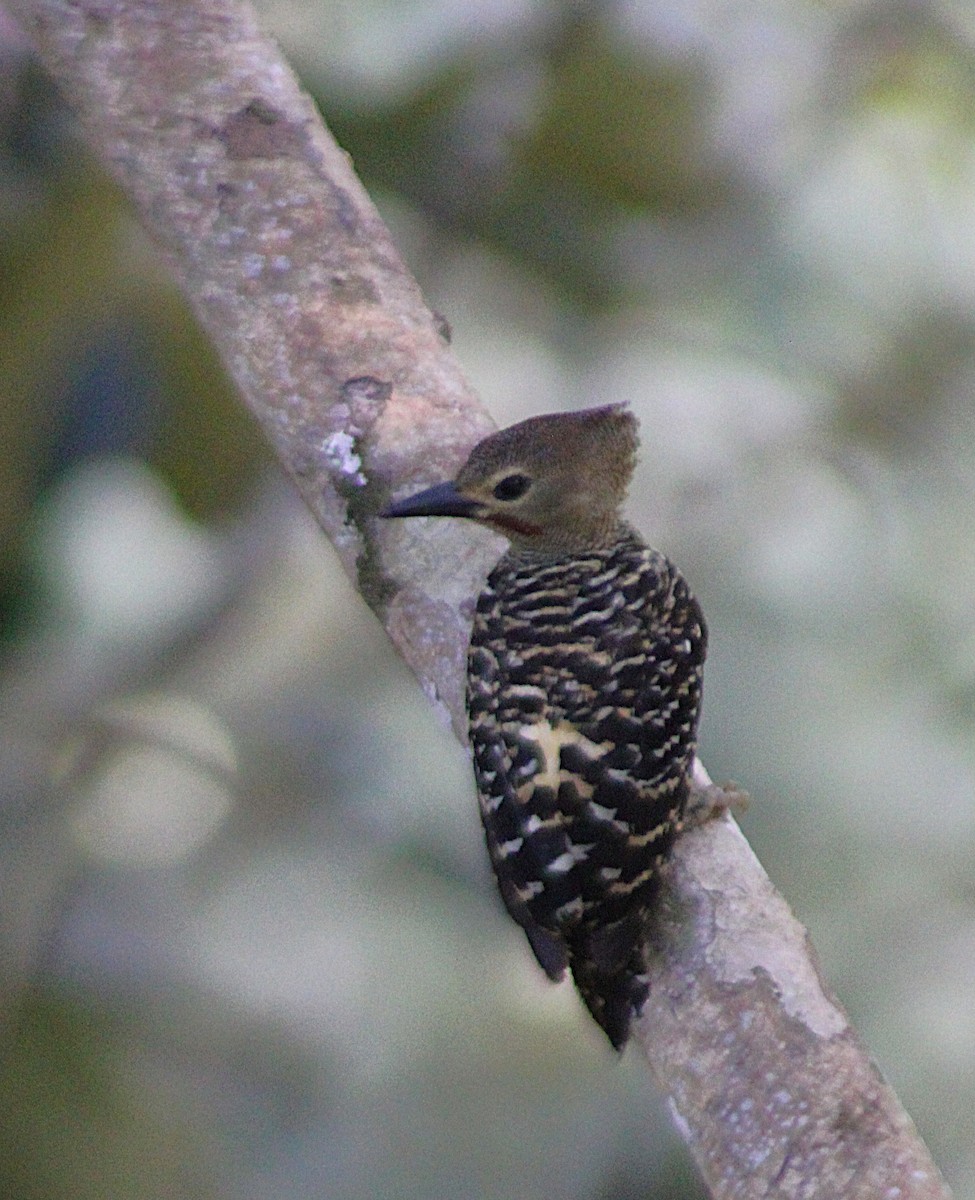 Buff-rumped Woodpecker - ML638860865