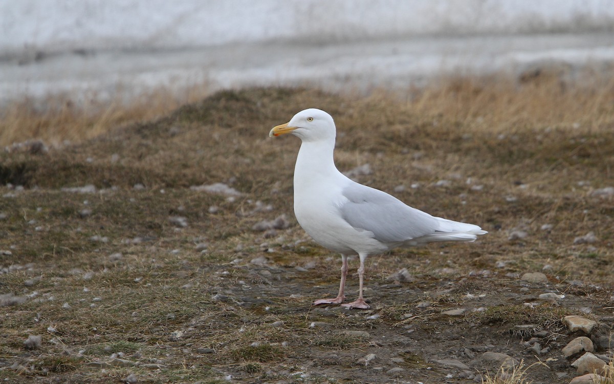 Glaucous Gull - ML63886091