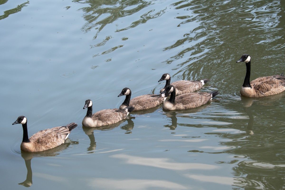 Canada Goose - ML638860918