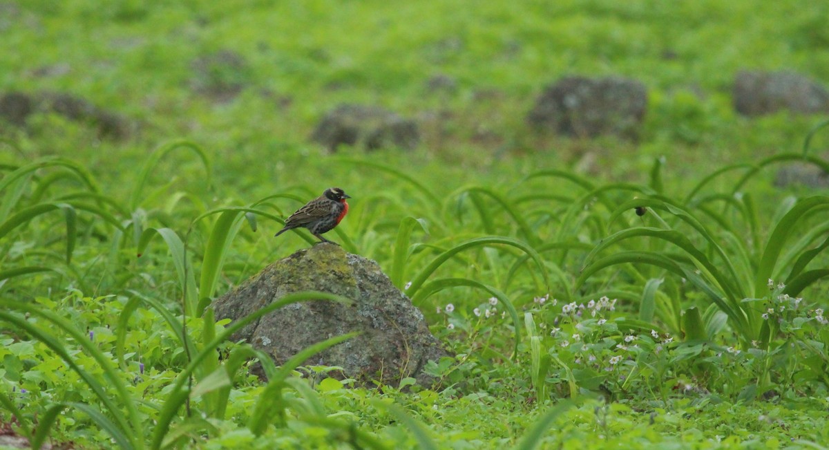 ペルームネアカマキバドリ - ML638860929