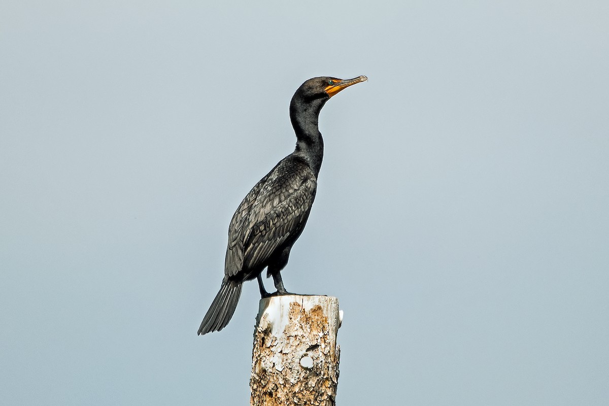 Double-crested Cormorant - ML638860940