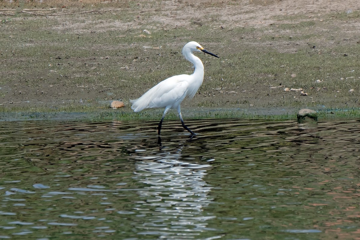 Snowy Egret - ML638860944