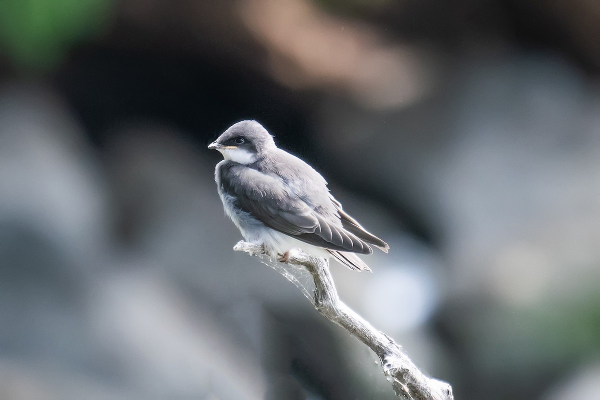 Tree Swallow - ML638860952