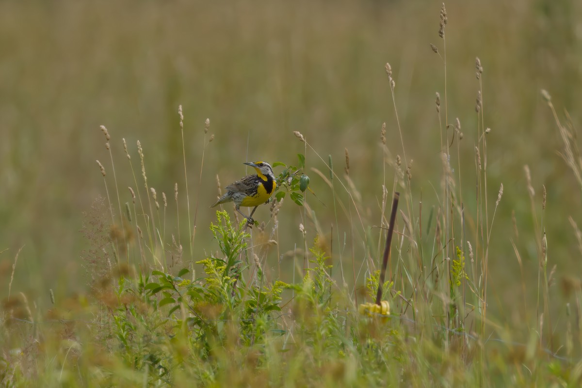 Eastern Meadowlark (Eastern) - ML638860967