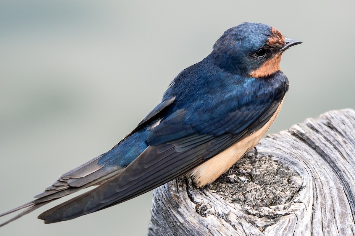 Barn Swallow - ML638860971