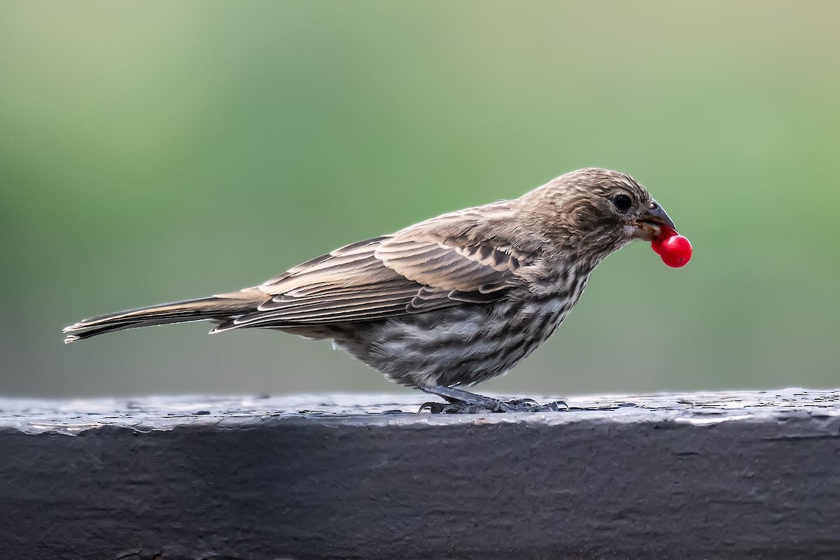 House Finch - ML638860976