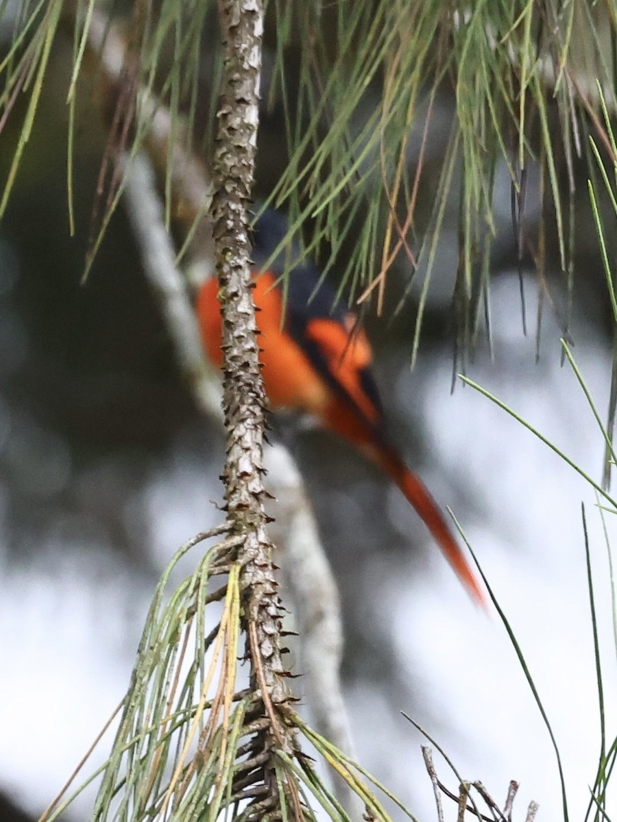 Gray-chinned Minivet - ML638861006